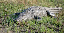 Ben came daringly close to the Okavango crocodile in Botswana